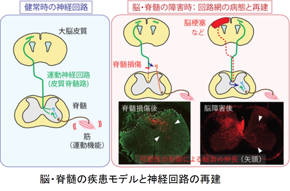 脳・脊髄の疾患における神経回路の病態と再建 | 新潟大学 社会連携推進機構