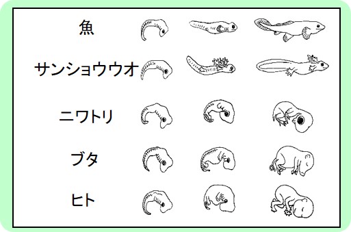 動物の発生過程における体の作りかえの分子機構 新潟大学 地域創生推進機構
