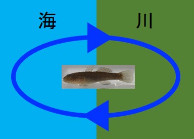 水生生物の生態から環境を評価する 新潟大学 地域創生推進機構 水生生物の生態から環境を評価する 新潟大学 地域創生推進機構